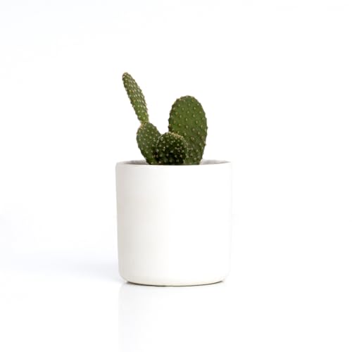 Kit autocultivo Mrs. Cactus – Un cactus terapéutico que crece contigo