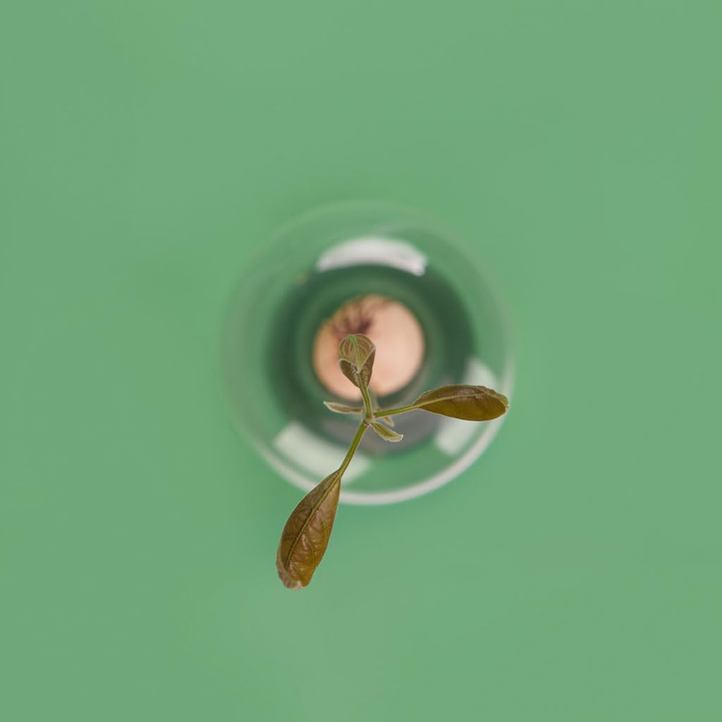 Cultivador de aguacate – Verde nace, verde crece