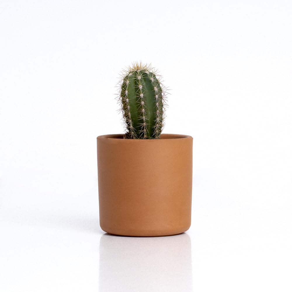 Mini cactus – Cultivo fácil con toque decorativo