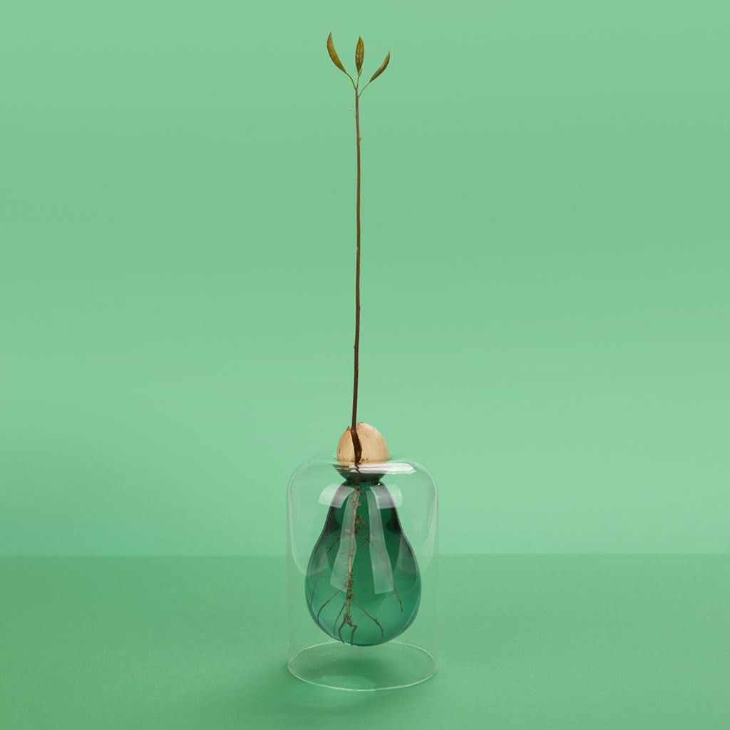 Cultivador de aguacate – Verde nace, verde crece