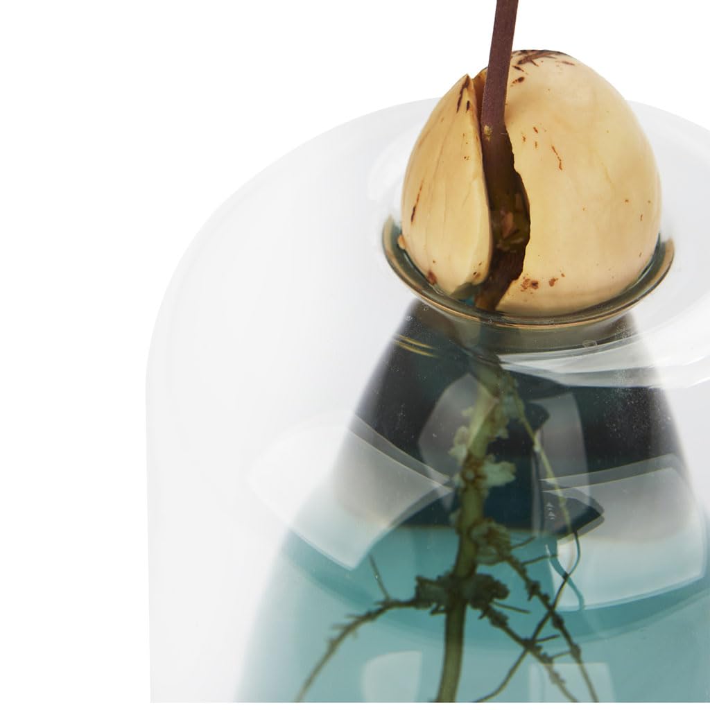 Cultivador de aguacate – Verde nace, verde crece