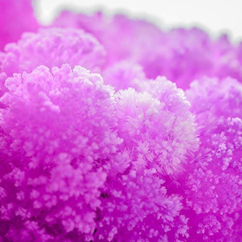Kit de cultivo Magic Garden – Un jardín que crece como por arte de magia