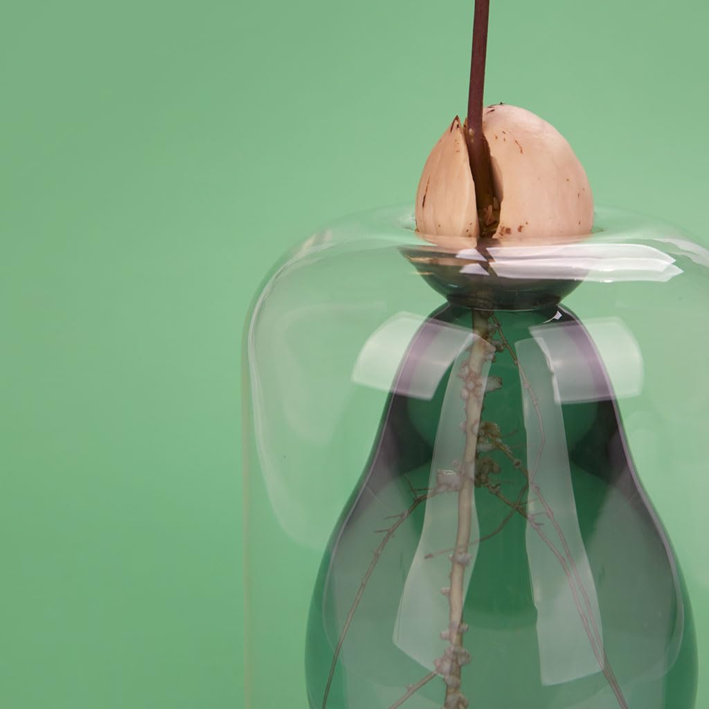 Cultivador de aguacate – Verde nace, verde crece