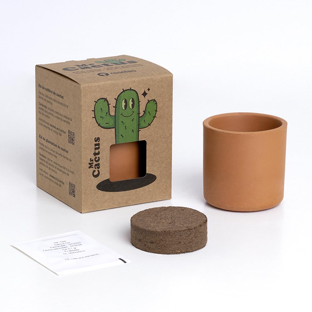 Mini cactus – Cultivo fácil con toque decorativo