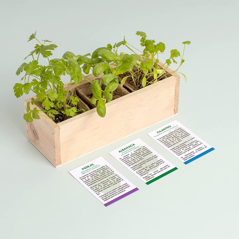 Minihuerto aromático – Cultiva albahaca, menta y más en casa