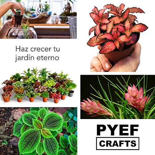 Kit Terrario DIY – Con frasco de cristal y mini jardín