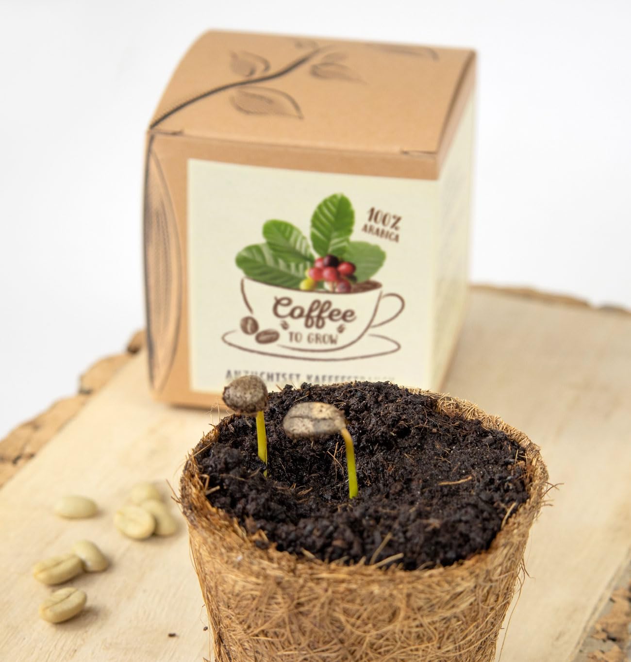 Coffee to Grow – Planta un cafeto con este kit regalo