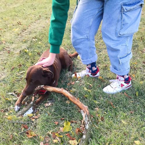 Calcetines labrador – Pasos fieles y divertidos