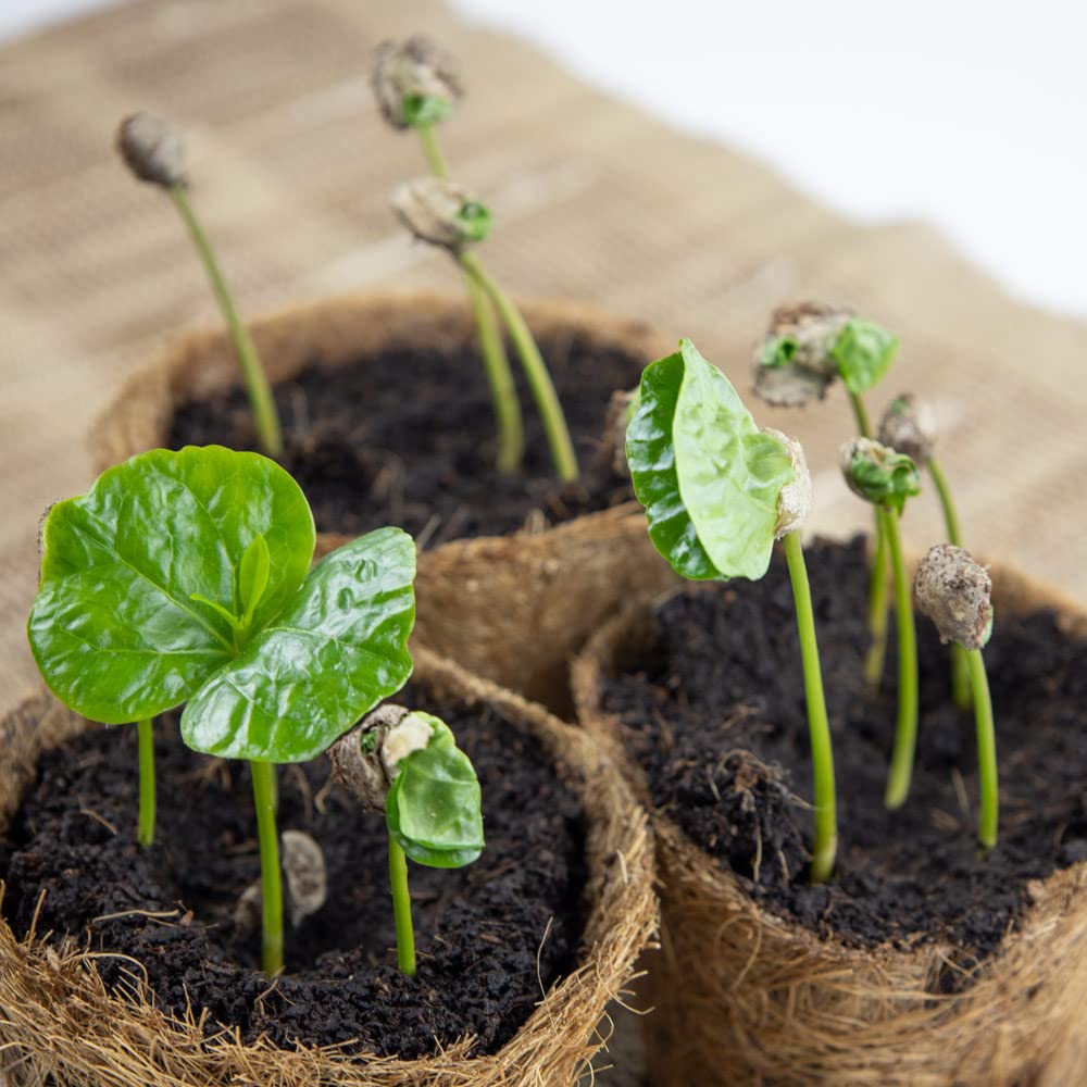Coffee to Grow – Planta un cafeto con este kit regalo