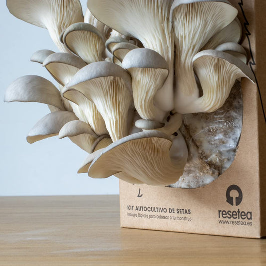 El Monstruo de las Setas – Kit de autocultivo con diseño bestial