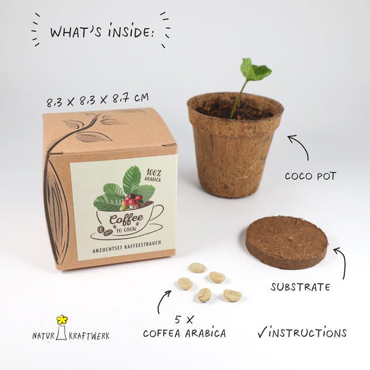 Coffee to Grow – Planta un cafeto con este kit regalo