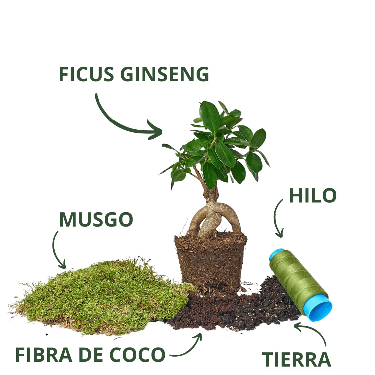 Kokedama ficus – Raíces envueltas con estilo japonés