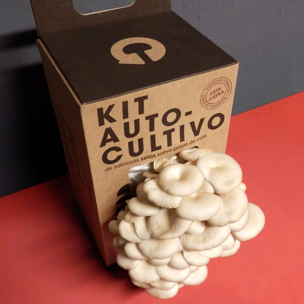 Kit autocultivo setas – Cultiva ostras sobre posos de café