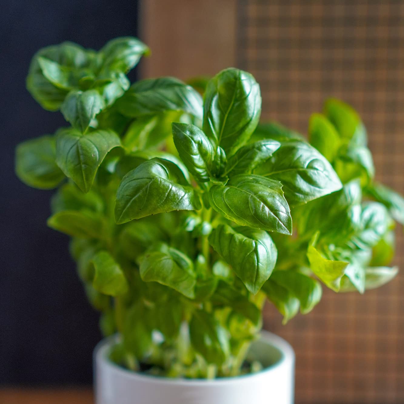 Minihuerto aromático – Cultiva albahaca, menta y más en casa