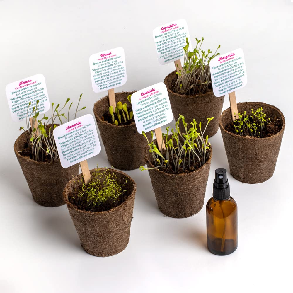 Kit autocultivo Flower Power – Flores para llenar tu casa de vida y color