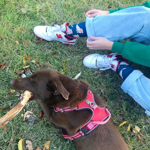 Calcetines labrador – Pasos fieles y divertidos