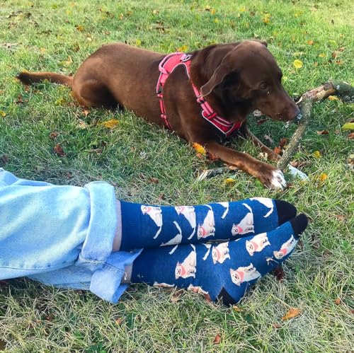 Calcetines lata Labrador – Pasos fieles y divertidos