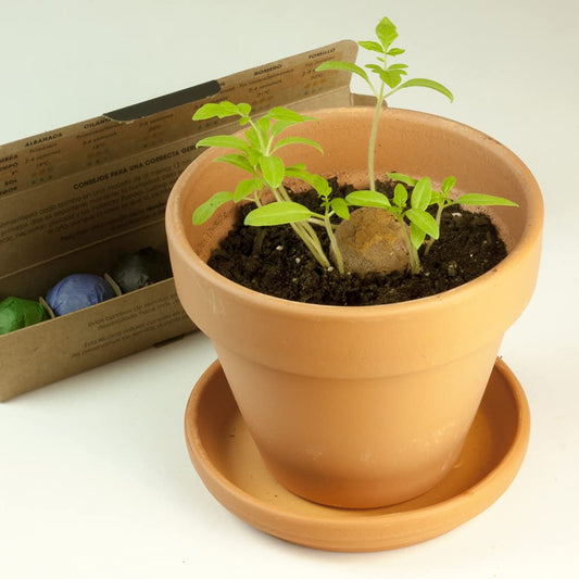 Bombas de hierbas aromáticas Resetea – Planta sabor en solo 20 días