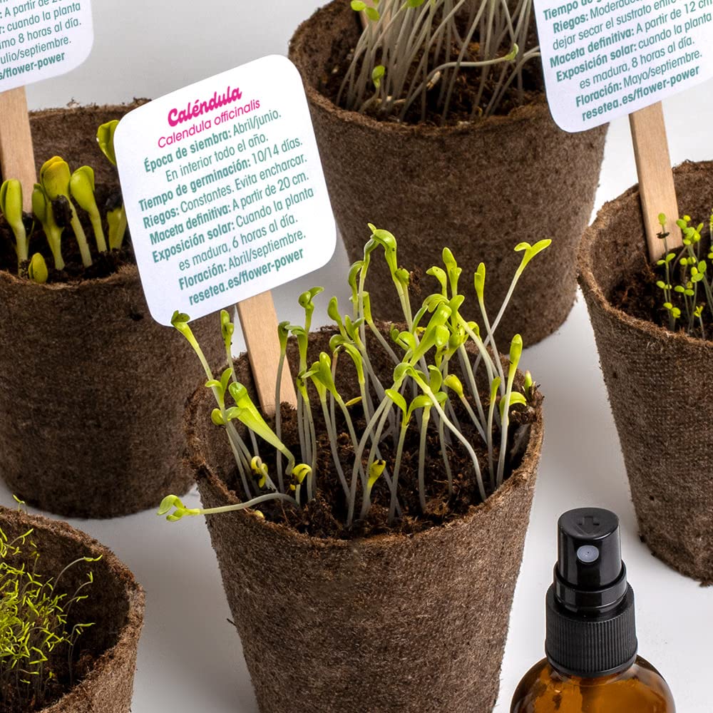 Kit autocultivo Flower Power – Flores para llenar tu casa de vida y color