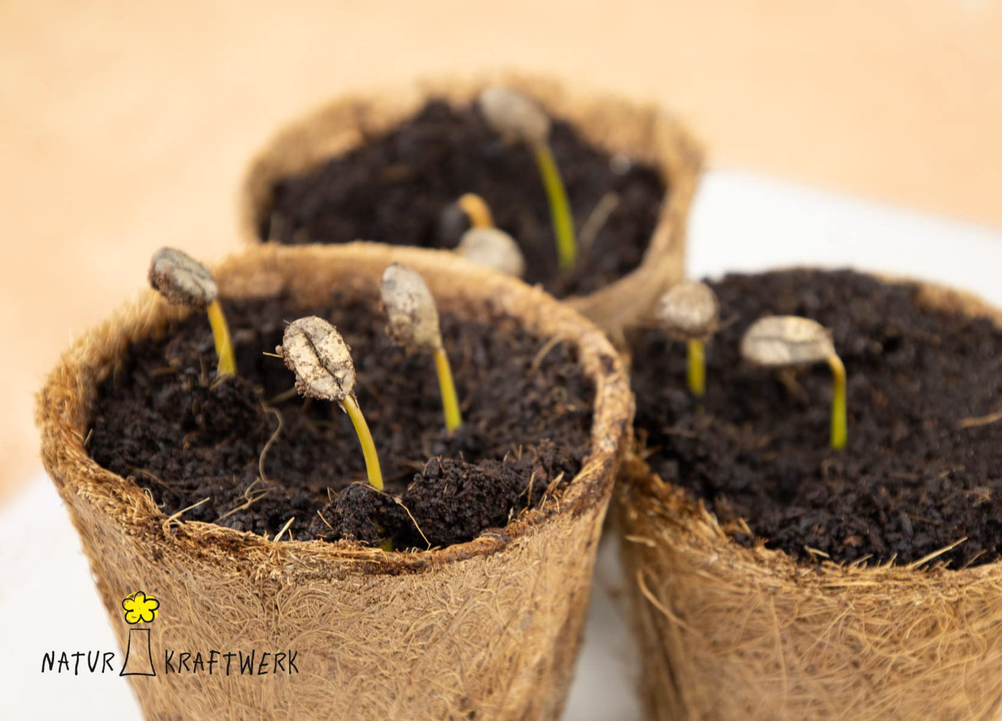 Coffee to Grow – Planta un cafeto con este kit regalo