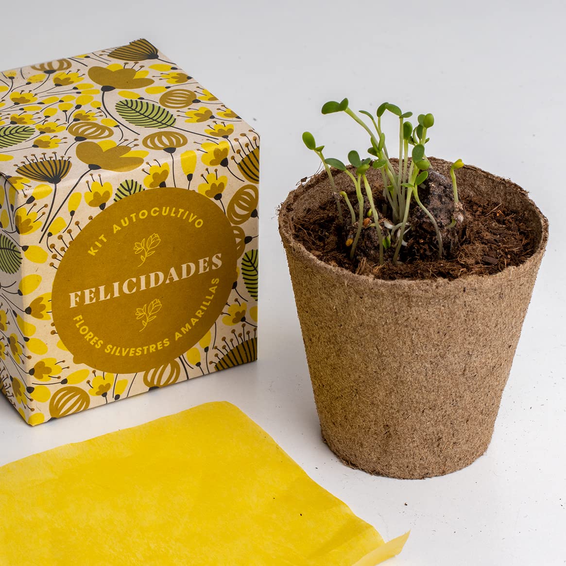 Kit “Díselo con flores – Felicidades” – Un ramo que brota desde cero