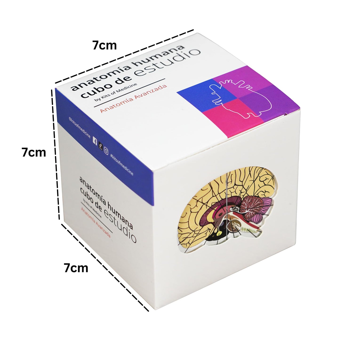 Cubo de Anatomía Humana – El Chuletario Definitivo en tu Mano