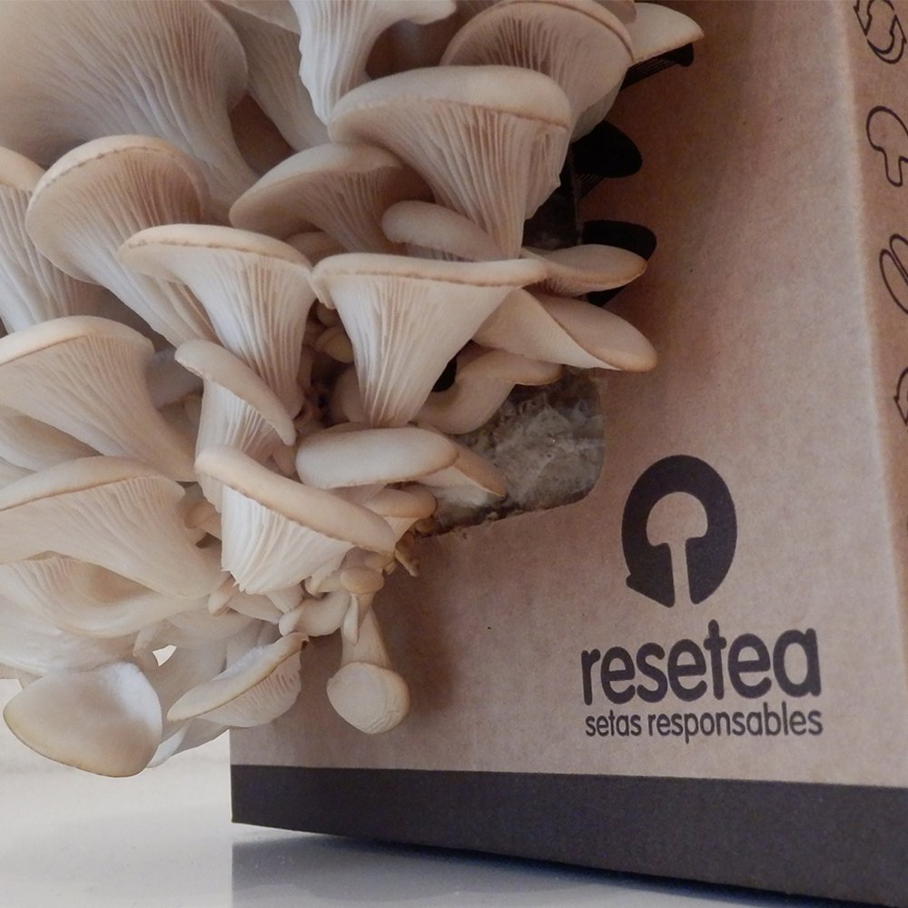 Kit autocultivo setas – Cultiva ostras sobre posos de café