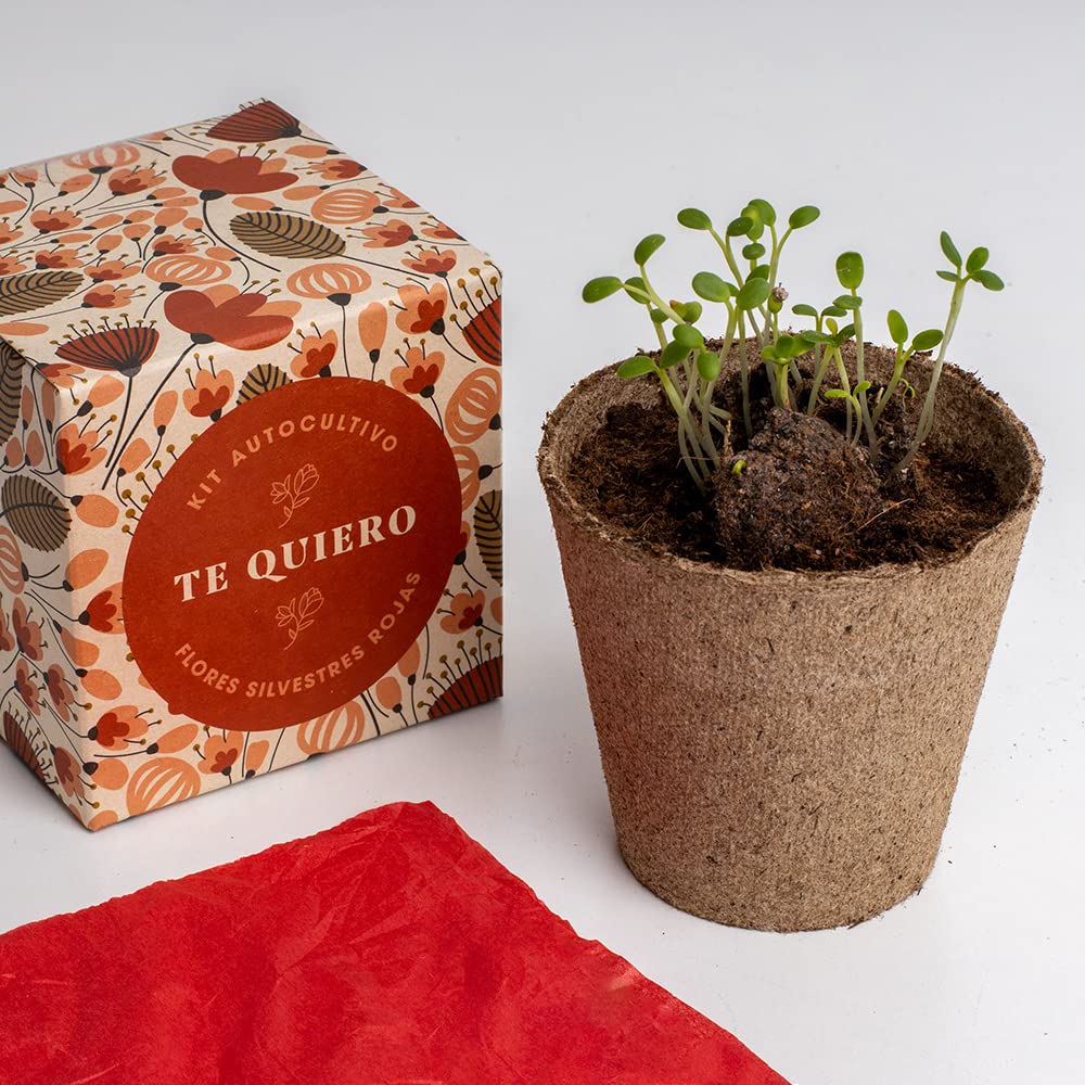 Kit “Díselo con flores – Te quiero” – Amapola, lino y un mensaje con raíces