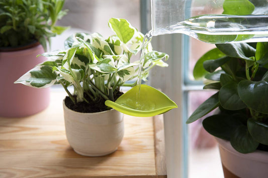 Embudo Leaflow – La hoja mágica que riega con estilo