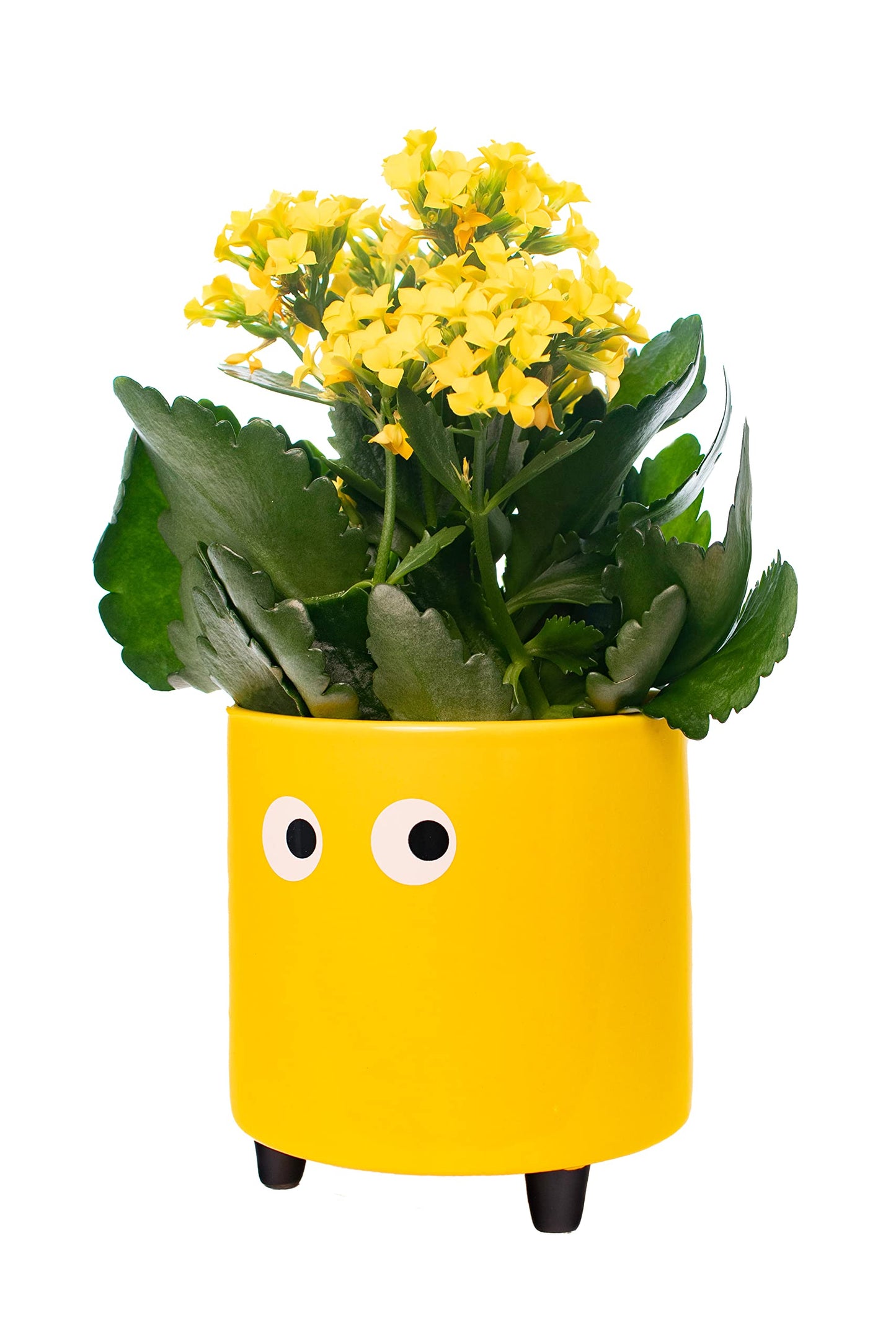 Macetero amarillo ojitos – Un guiño divertido para tus plantas