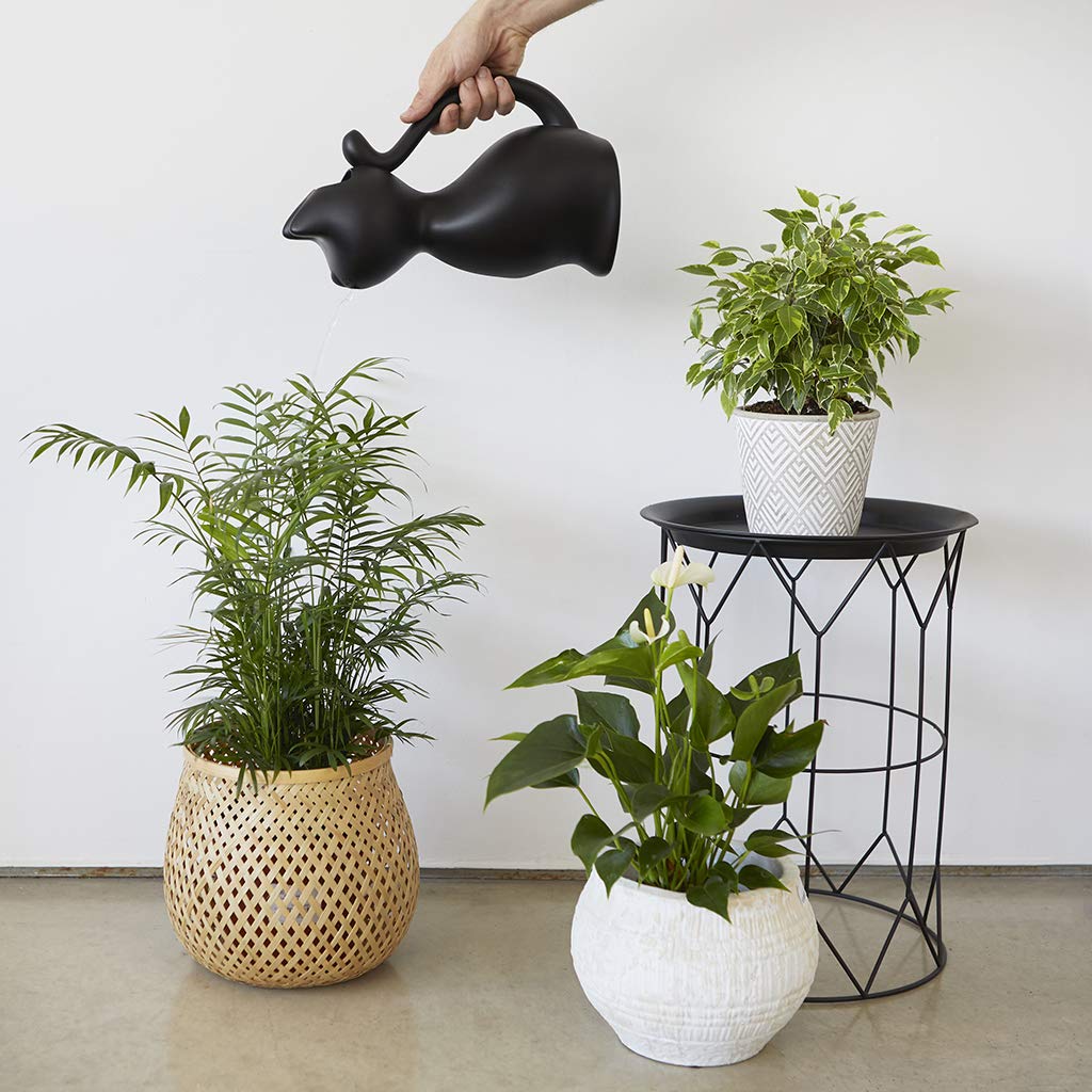 Regadera gato – Riega con estilo felino