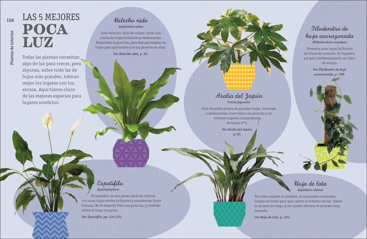 Como no matar tus plantas – Consejos para que tus plantas de interior sobrevivam