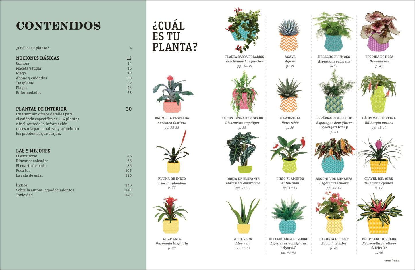 Como no matar tus plantas – Consejos para que tus plantas de interior sobrevivam