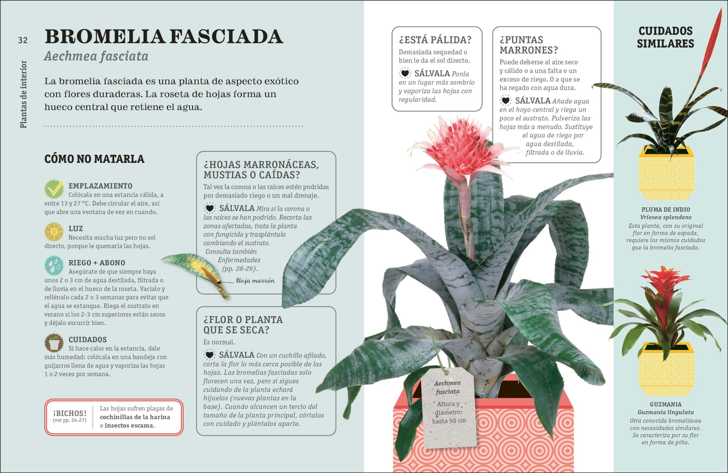 Como no matar tus plantas – Consejos para que tus plantas de interior sobrevivam