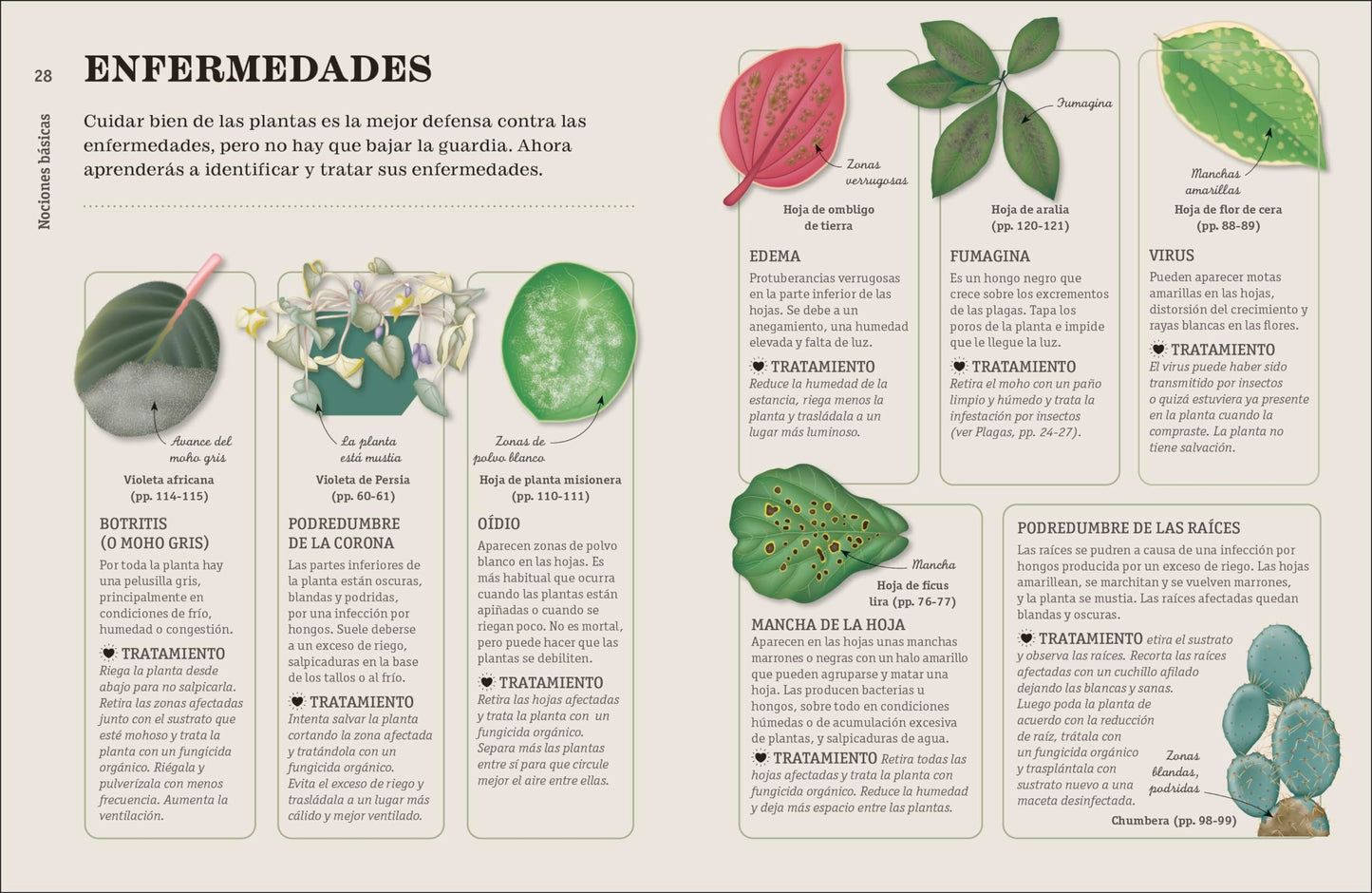Como no matar tus plantas – Consejos para que tus plantas de interior sobrevivam