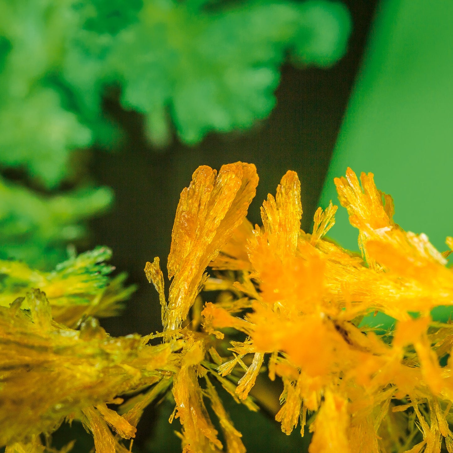 Kit de cultivo Magic Garden – Un jardín que crece como por arte de magia