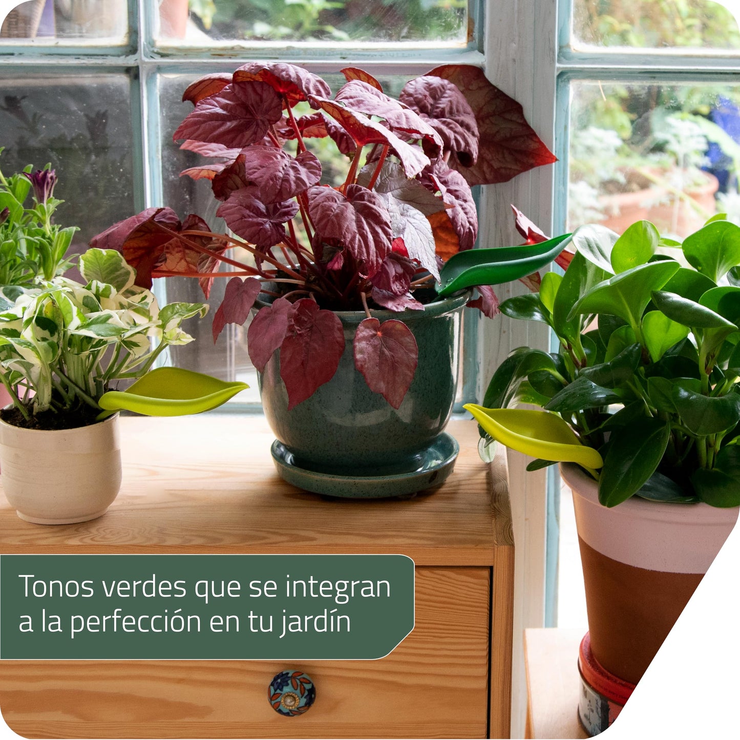 Embudo Leaflow – La hoja mágica que riega con estilo