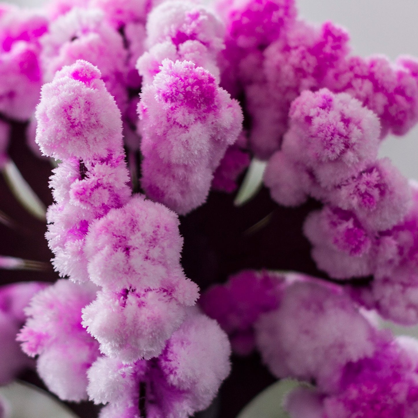 Árbol mágico Sakura – Florece con agua y asombro japonés