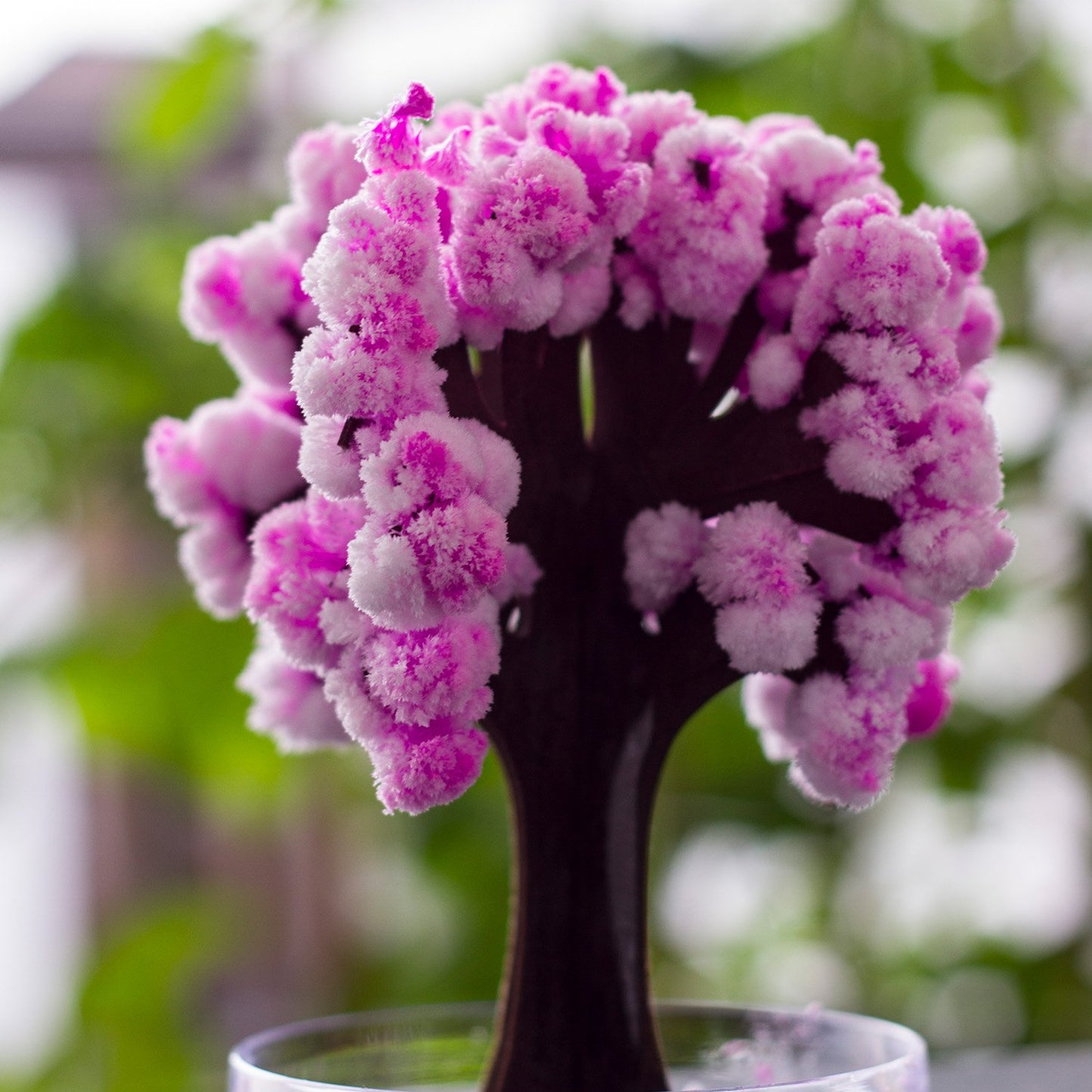 Árbol mágico Sakura – Florece con agua y asombro japonés