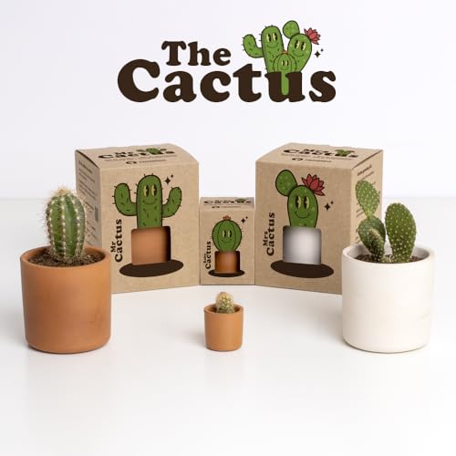 Kit autocultivo Mrs. Cactus – Un cactus terapéutico que crece contigo
