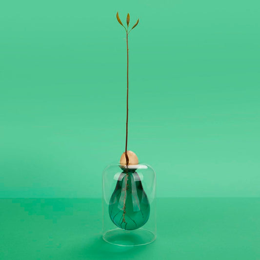 Cultivador de aguacate – Verde nace, verde crece