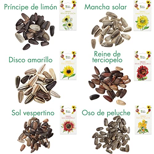 Kit de semillas de girasol: Simiente de girasol de primera calidad con seis bonitas variedades – Set de regalo para el jardín – Flores para abejas – Semillas para plantas de OwnGrown