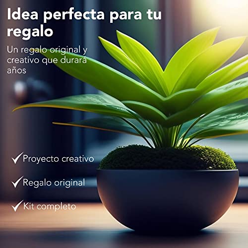 Kit Terrario Plantas DIY - Set con Frasco de Cristal Ecosistema Cerrado Plantas para Jardin en Botella - Kit Terrario de Cristal para Bosque Eterno de Interior - (Kit Sin Planta)