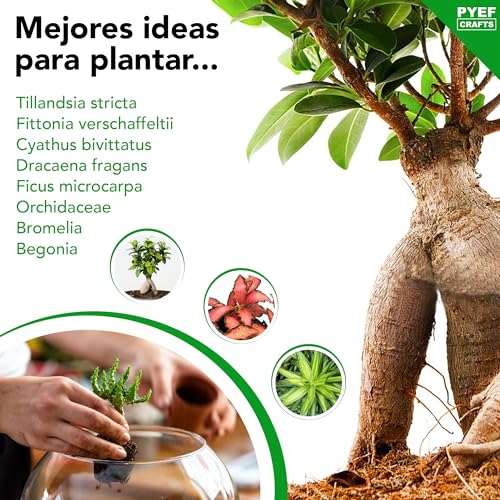 Kit Terrario Plantas DIY - Set con Frasco de Cristal Ecosistema Cerrado Plantas para Jardin en Botella - Kit Terrario de Cristal para Bosque Eterno de Interior - (Kit Sin Planta)