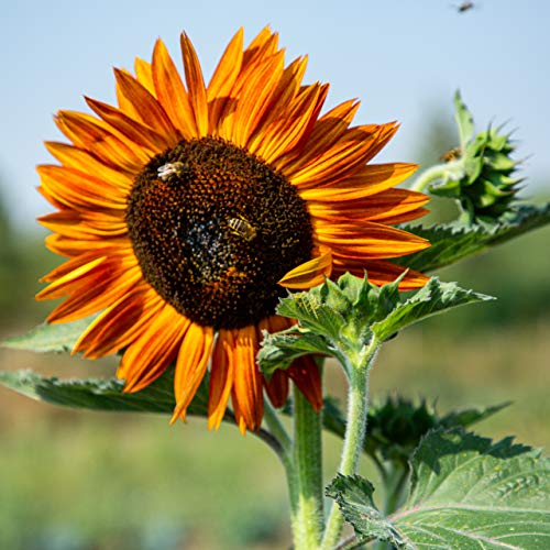 Kit de semillas de girasol: Simiente de girasol de primera calidad con seis bonitas variedades – Set de regalo para el jardín – Flores para abejas – Semillas para plantas de OwnGrown