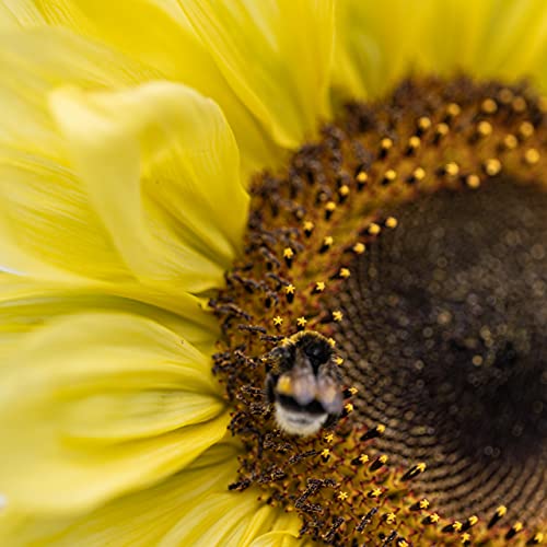 Kit de semillas de girasol: Simiente de girasol de primera calidad con seis bonitas variedades – Set de regalo para el jardín – Flores para abejas – Semillas para plantas de OwnGrown