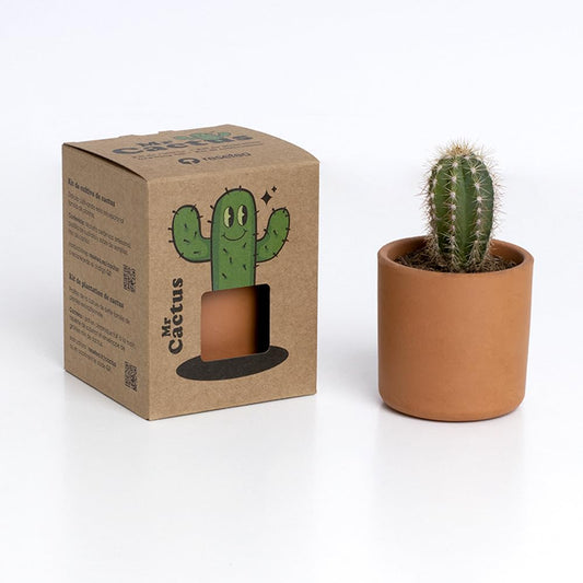 Mini cactus – Cultivo fácil con toque decorativo