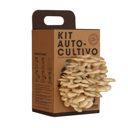 Kit autocultivo setas – Cultiva ostras sobre posos de café
