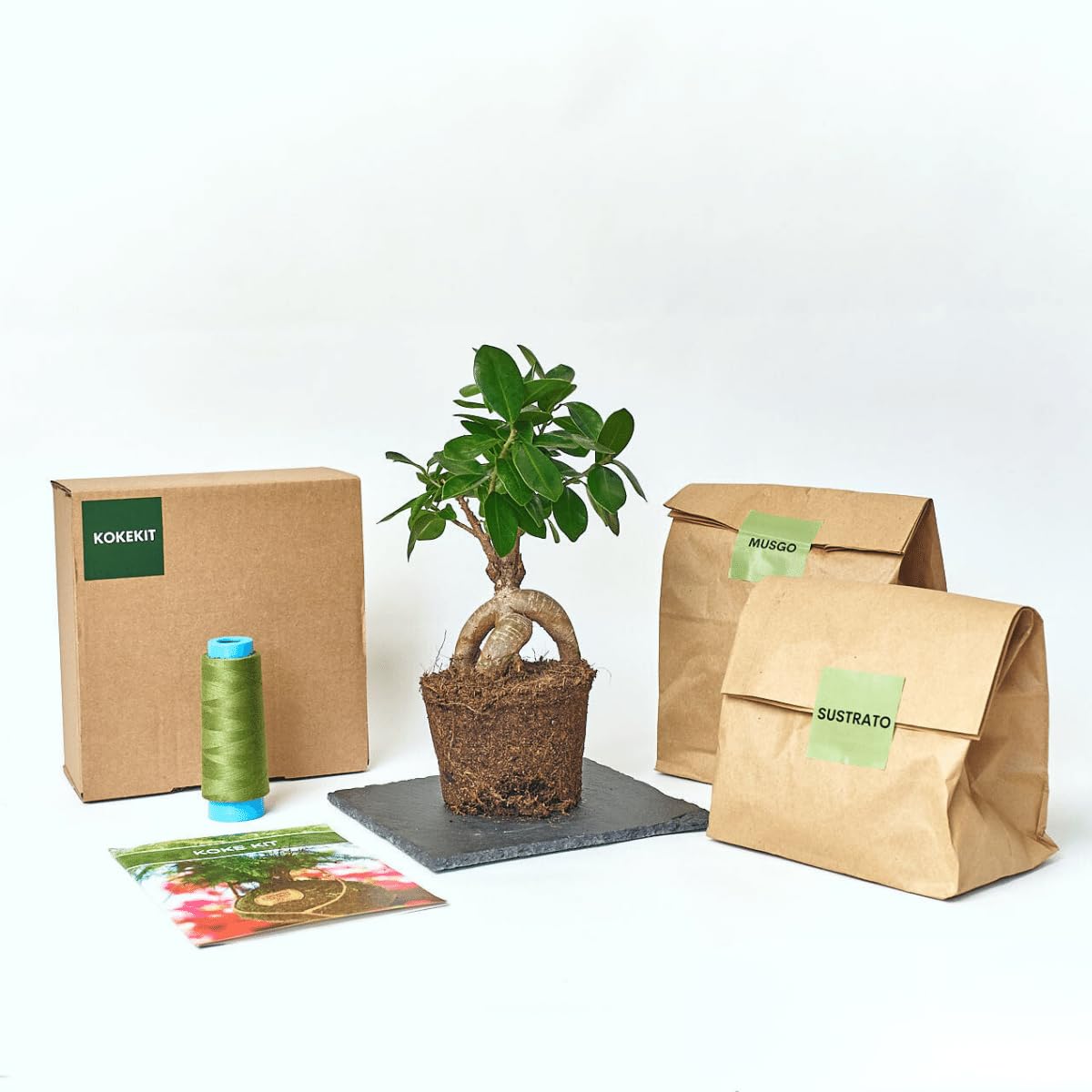 Kokedamas Lucciana Kit - Ficus Ginseng | Kokedama Interior | Bola de Musgo Vivo | Kokedama DIY | Planta Natural | Planta Interior o Planta Exterior | Decoración Hogar | Fácil Cuidado y Mantenimiento