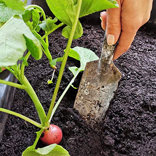 Kit verduras – Cultiva tu cosecha desde cero